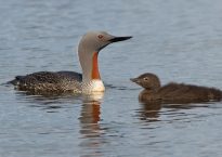 photo of red throated diver with young