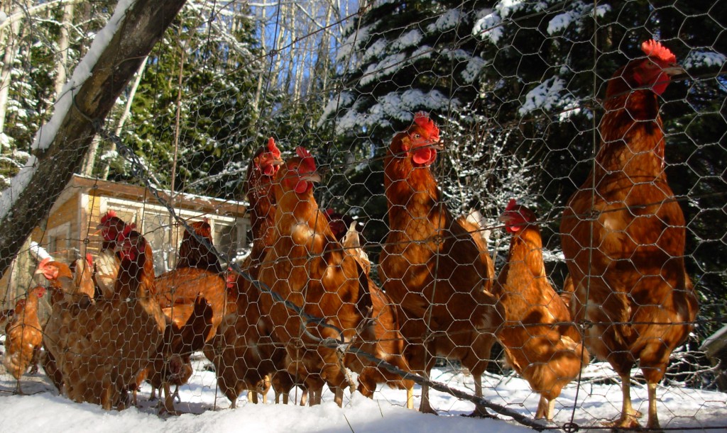 photo of chickens