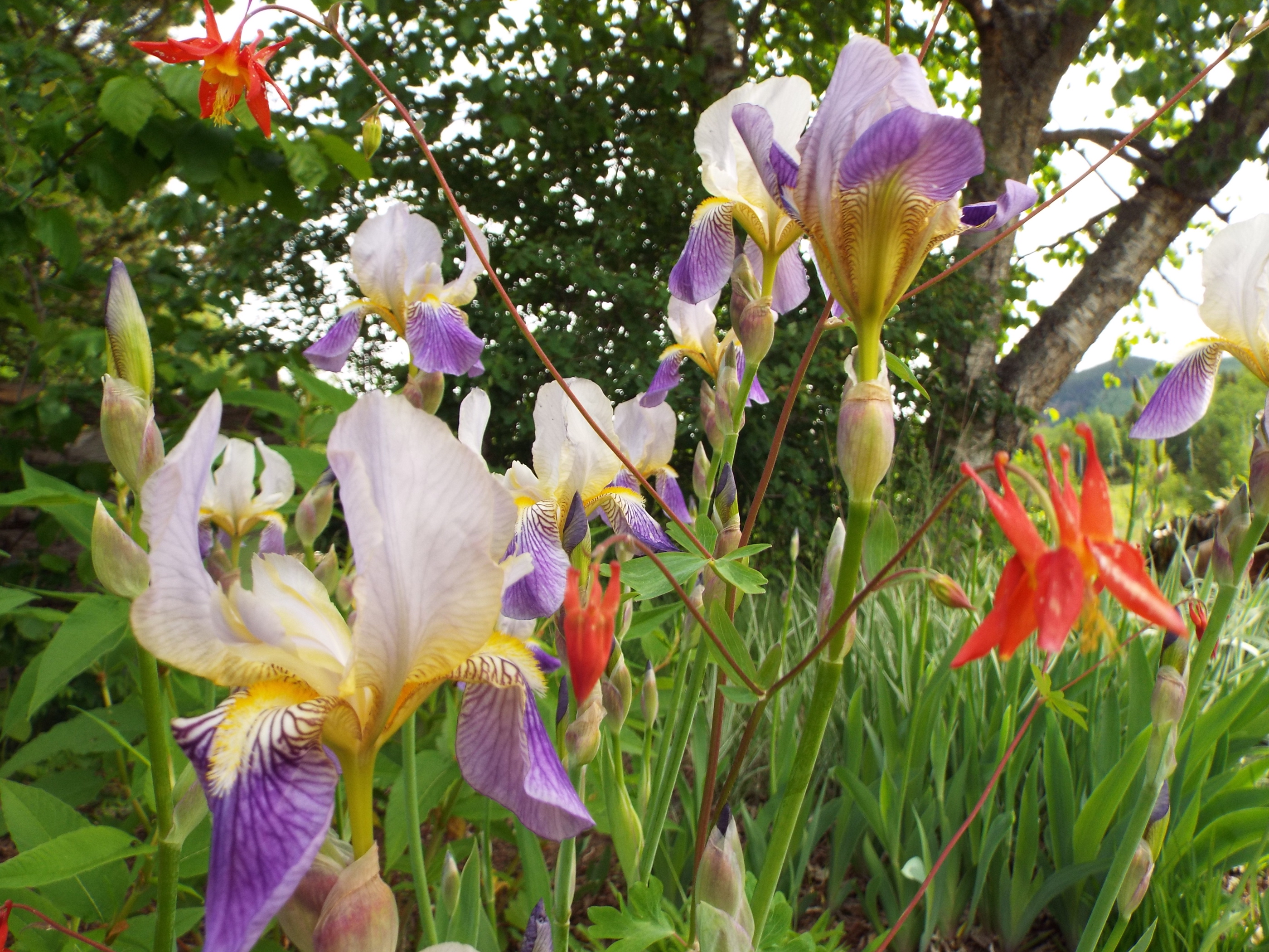 Native columbine volunteering to bloom with planted iris.