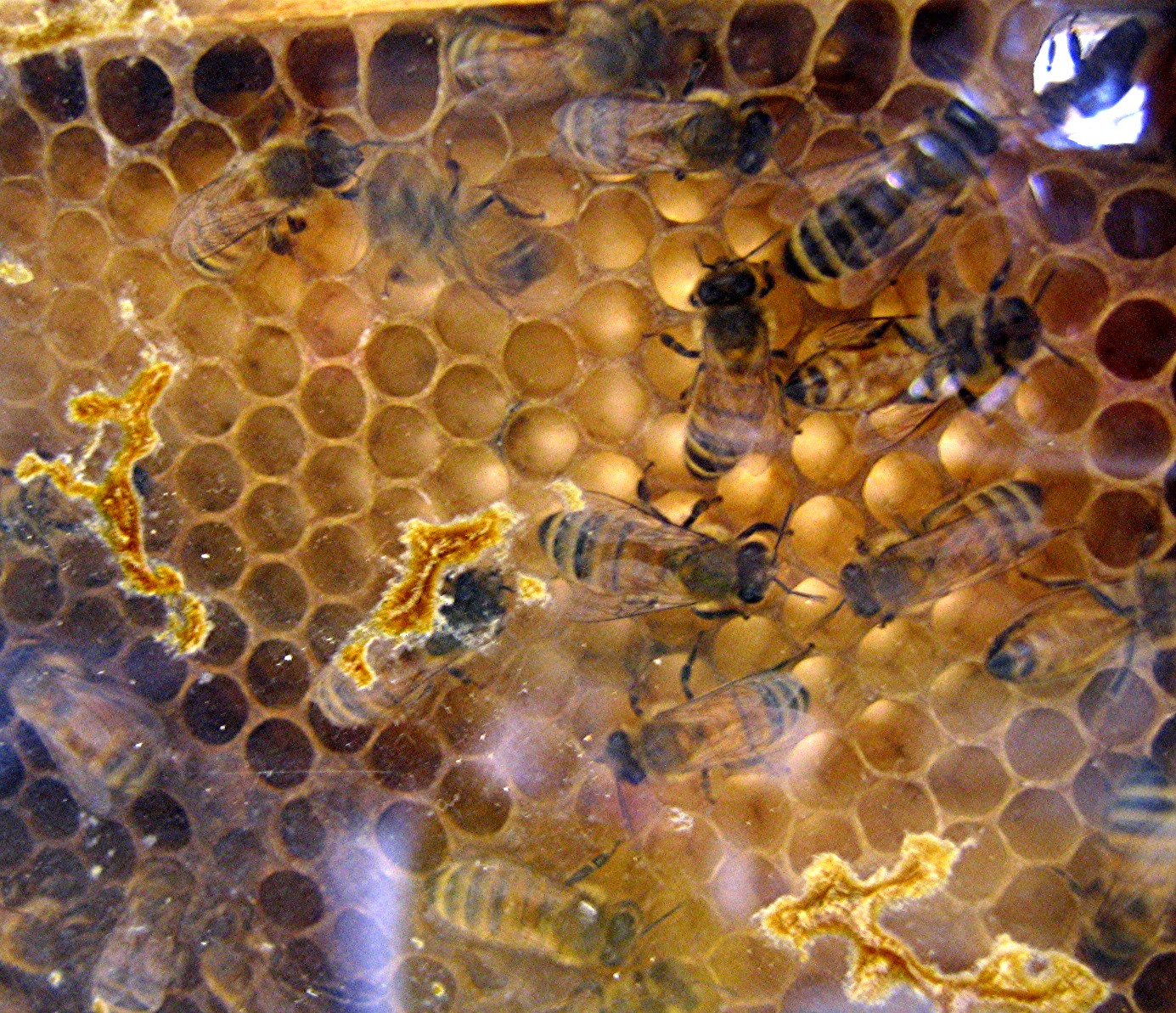 honeybee song-lines