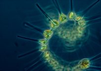 photo of phytoplankton, deeper than hope